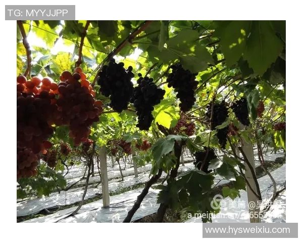 足球明星与白人妻子的甜蜜瞬间美图分享与生活点滴揭秘